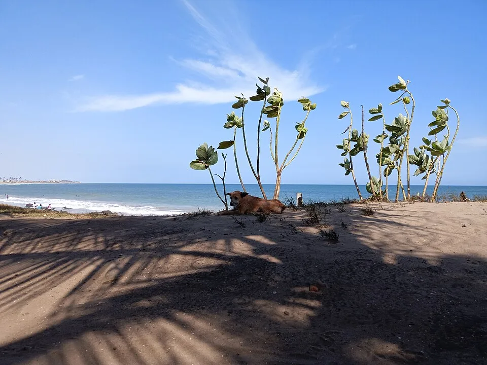 Shoreline at Kpone Beach